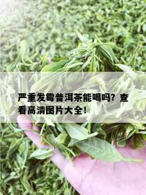 严重发霉普洱茶能喝吗？查看高清图片大全！