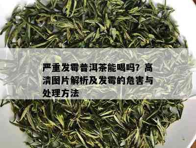 严重发霉普洱茶能喝吗？高清图片解析及发霉的危害与处理方法