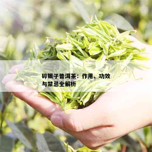 碎银子普洱茶：作用、功效与禁忌全解析