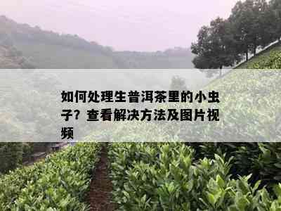 如何处理生普洱茶里的小虫子？查看解决方法及图片视频