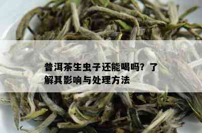 普洱茶生虫子还能喝吗？了解其影响与处理方法