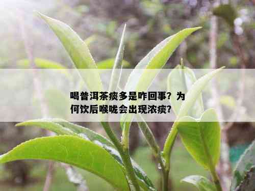 喝普洱茶痰多是咋回事？为何饮后喉咙会出现浓痰？