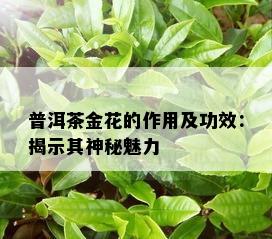 普洱茶金花的作用及功效：揭示其神秘魅力