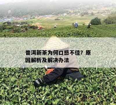 普洱新茶为何口感不佳？原因解析及解决办法