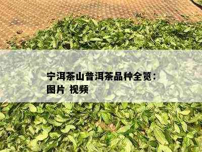 宁洱茶山普洱茶品种全览：图片 视频