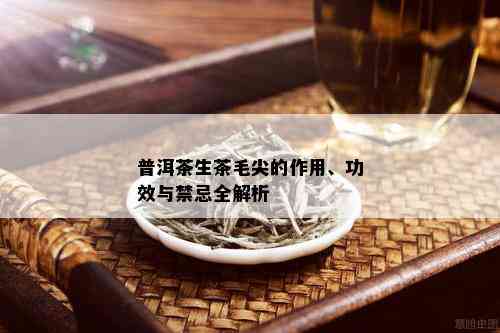 普洱茶生茶毛尖的作用、功效与禁忌全解析