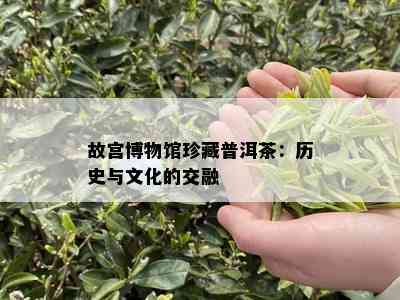 故宫博物馆珍藏普洱茶：历史与文化的交融