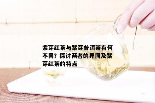 紫芽红茶与紫芽普洱茶有何不同？探讨两者的异同及紫芽红茶的特点