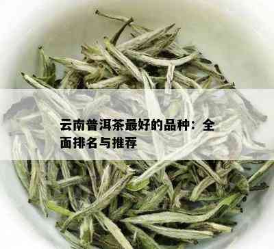 云南普洱茶更好的品种：全面排名与推荐