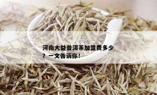 河南大益普洱茶加盟费多少？一文告诉你！