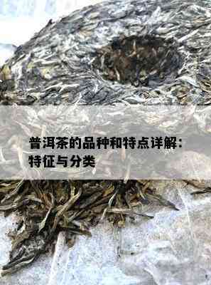 普洱茶的品种和特点详解：特征与分类