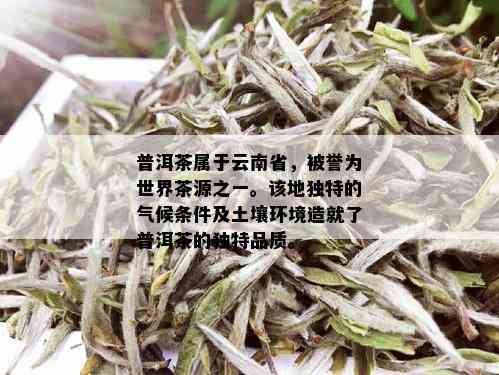 普洱茶属于云南省，被誉为世界茶源之一。该地独特的气候条件及土壤环境造就了普洱茶的独特品质。