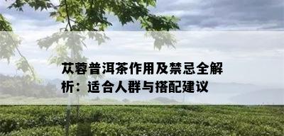 苁蓉普洱茶作用及禁忌全解析：适合人群与搭配建议