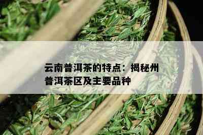 云南普洱茶的特点：揭秘州普洱茶区及主要品种