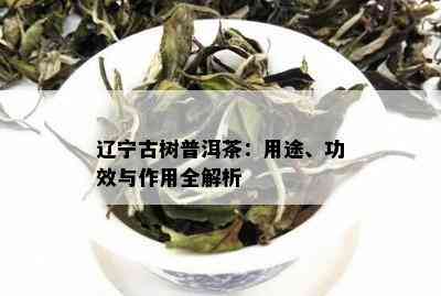 辽宁古树普洱茶：用途、功效与作用全解析