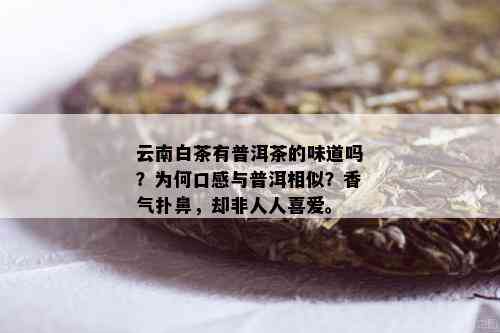 云南白茶有普洱茶的味道吗？为何口感与普洱相似？香气扑鼻，却非人人喜爱。