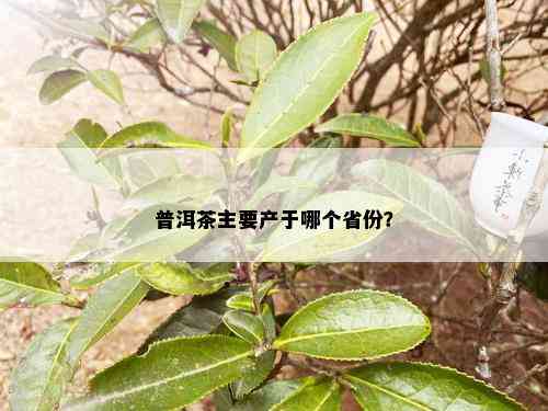 普洱茶主要产于哪个省份？