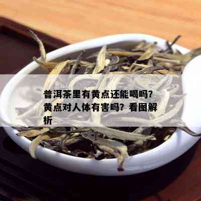 普洱茶里有黄点还能喝吗？黄点对人体有害吗？看图解析