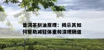 普洱茶刮油原理：揭示其如何帮助减轻体重和清理肠道