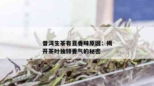 普洱生茶有豆香味原因：揭开茶叶独特香气的秘密