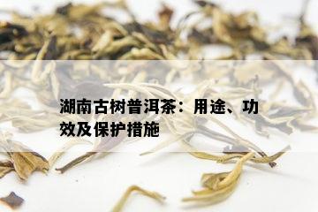 湖南古树普洱茶：用途、功效及保护措施