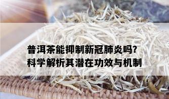 普洱茶能抑制新冠肺炎吗？科学解析其潜在功效与机制