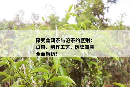 探究普洱茶与沱茶的区别：口感、制作工艺、历史背景全面解析！