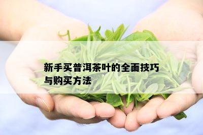 新手买普洱茶叶的全面技巧与购买方法