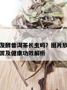 发酵普洱茶长虫吗？图片欣赏及健康功效解析