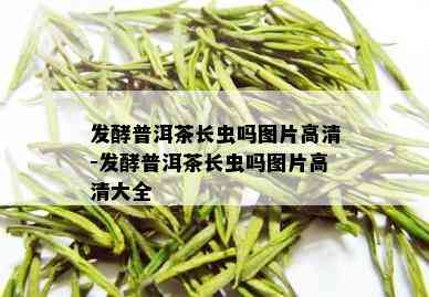 发酵普洱茶长虫吗图片高清-发酵普洱茶长虫吗图片高清大全