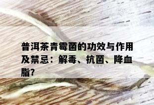 普洱茶青霉菌的功效与作用及禁忌：解、抗菌、降血脂？