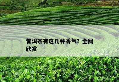 普洱茶有这几种香气？全图欣赏