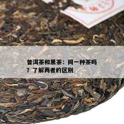 普洱茶和黑茶：同一种茶吗？了解两者的区别