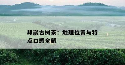 邦崴古树茶：地理位置与特点口感全解