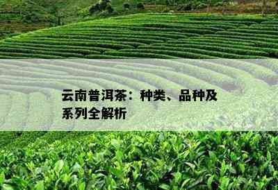 云南普洱茶：种类、品种及系列全解析