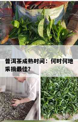 普洱茶成熟时间：何时何地采摘更佳？