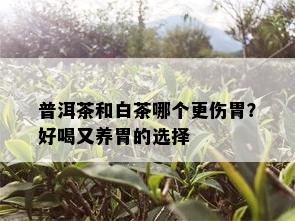 普洱茶和白茶哪个更伤胃？好喝又养胃的选择