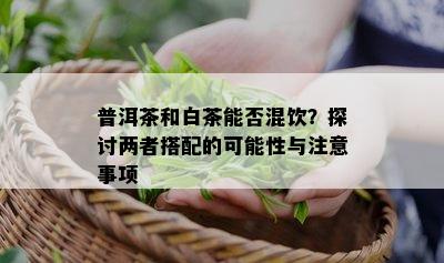 普洱茶和白茶能否混饮？探讨两者搭配的可能性与注意事项