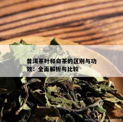 普洱茶叶和白茶的区别与功效：全面解析与比较