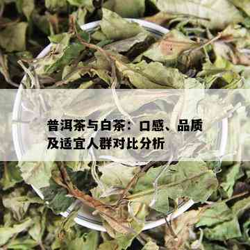 普洱茶与白茶：口感、品质及适宜人群对比分析