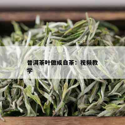 普洱茶叶做成白茶：视频教学