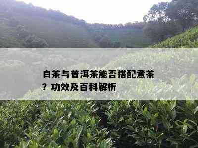 白茶与普洱茶能否搭配煮茶？功效及百科解析