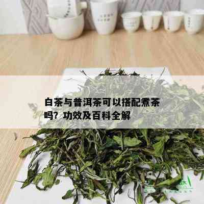 白茶与普洱茶可以搭配煮茶吗？功效及百科全解