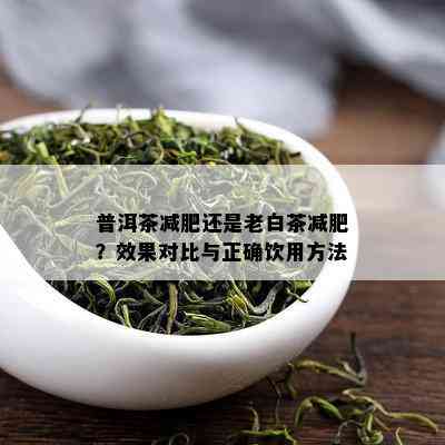 普洱茶减肥还是老白茶减肥？效果对比与正确饮用方法