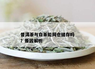 普洱茶与白茶能同仓储存吗？原因解析