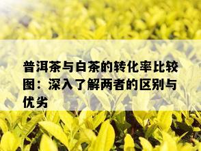 普洱茶与白茶的转化率比较图：深入了解两者的区别与优劣