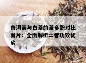 普洱茶与白茶的茶多酚对比图片：全面解析二者功效优劣