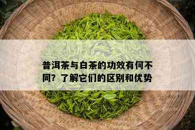 普洱茶与白茶的功效有何不同？了解它们的区别和优势