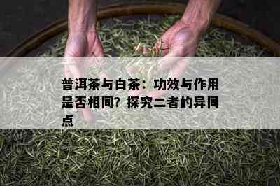 普洱茶与白茶：功效与作用是否相同？探究二者的异同点