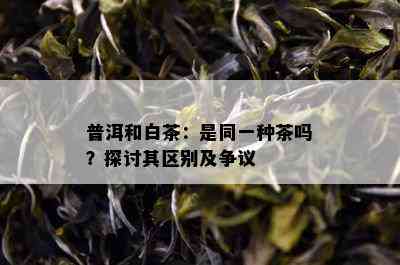 普洱和白茶：是同一种茶吗？探讨其区别及争议